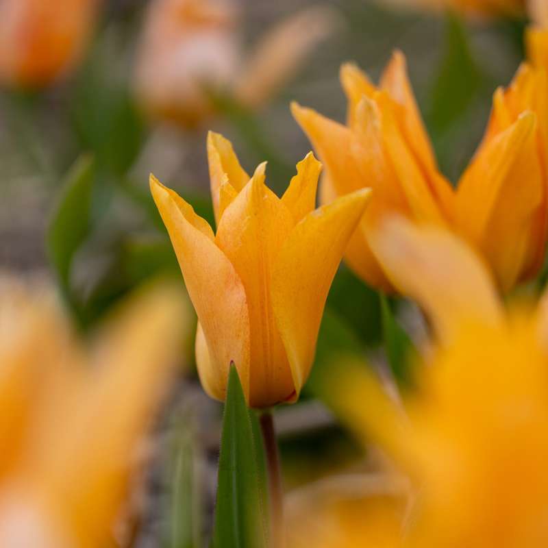 Botanisk Tulipan 'Praestans Shogun'